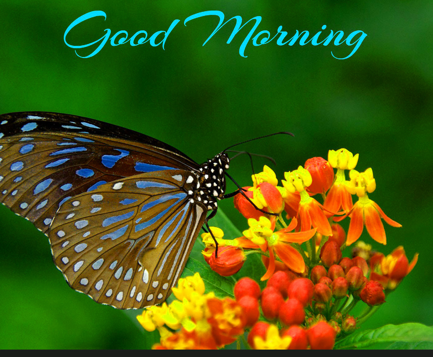 74+ Good Morning Postcards Images For Whatsapp Download