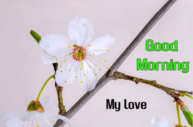 256+ Best Latest Good Morning Images Full HD Free Download
