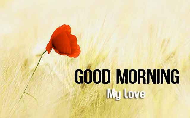 197+ Good Morning Images Wallpaper Pictures Pics HD For Friends