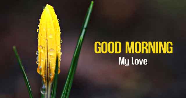 1825+ Good Morning Images Free Download For Whatsapp HD Download