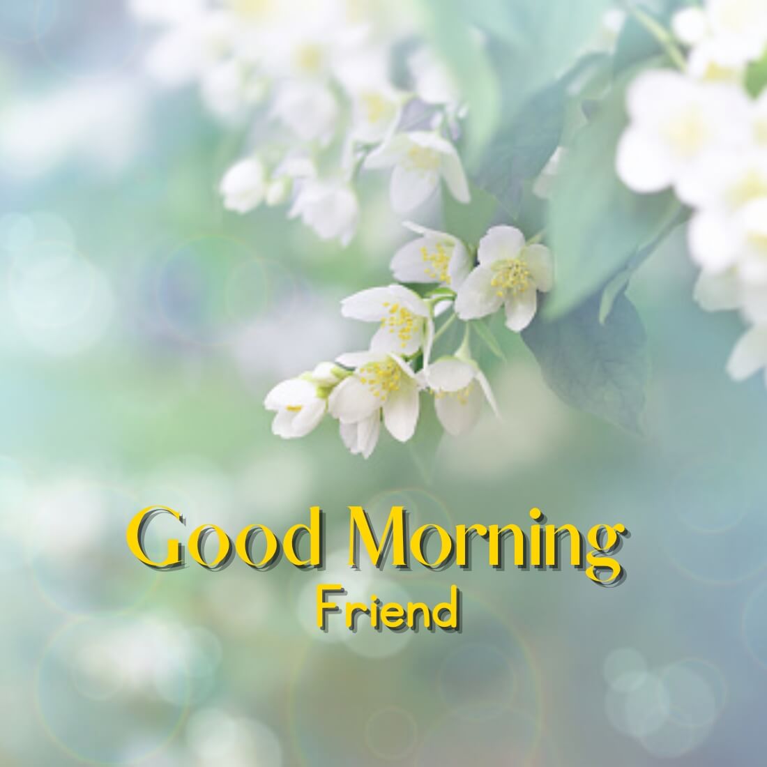184+ Flower Good morning HD Images Wallpaper For Whatsapp/ Facebook