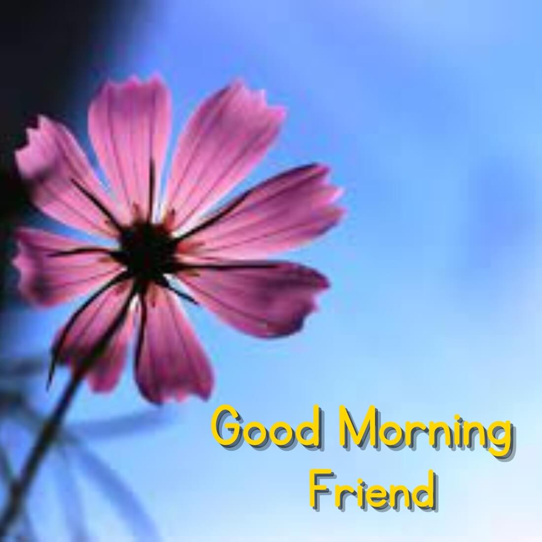 Flower Good morning Wallpaper Free Download hd – Good Morning ...